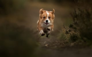 Картинка прыжок, собака, боке, Вельш-корги, прогулка, левитация, полёт, пёсик