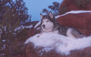 Картинка снег, собака, деревья, камни, Аляскинский маламут