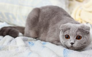Картинка кошка, серый, кот, киска, шотладская вислоухая, кошак, котэ