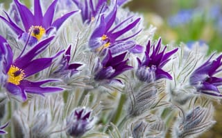 Картинка фиолетовый, цветы, прострел, боке, крупным планом