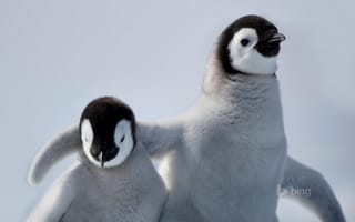Обои пингвин, антарктика, птица, дружба