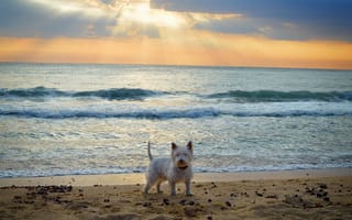 Картинка Вест-хайленд-уайт-терьер, Sea, Собачка, Dog, Море