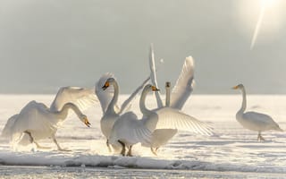 Картинка зима, снег, танец, Лебединое озеро, лебеди, лёд, балет, птицы