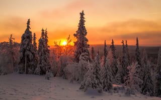 Картинка Лапландия, снег, небо, Финляндия, зима, солнце, деревья, ель, облака, закат