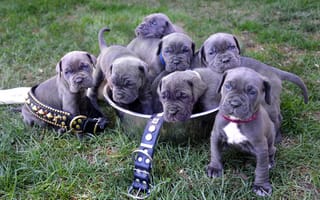 Картинка Neapolitan Mastiff, puppies, щенки