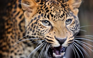 Картинка крупный план, леопард, , морда усы клыки взгляд, leopard, красивый пятнистый, сердитый справедливый, хищник охотник, дикая кошка, nature, my planet, размытость, боке, animals, travel