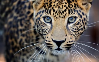 Картинка дикая кошка, animals, nature, размытость, боке, леопард, leopard, красивый пятнистый, my planet, крупный план, , спокойный внимательный, travel, хищник охотник, морда усы взгляд