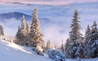 Картинка небо, ель, снег, зима, деревья, склон, горы, облака
