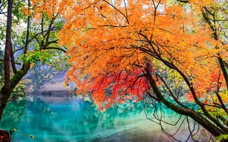 Картинка Национальный парк Цзючжайгоу, Китай, листья, озеро, деревья, Сычуань, осень