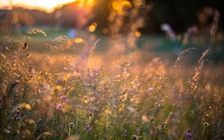 Картинка лето, цветы, колоски, трава, закат
