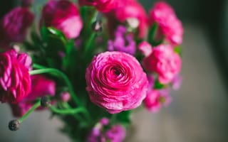 Обои Лютики, букет, розовые, цветы, боке, лепестки