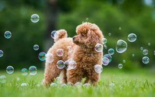 Картинка Пудель, трава, зелень, мыльные пузыри, лето, собака