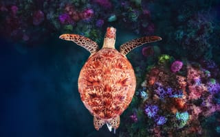 Картинка под водой, underwater, коралловый риф, Майотта, Coral reef at N'Gouja, зелёная черепаха