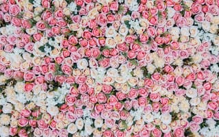 Картинка бутоны, цветы, розы, roses, flowers, розовые, pink, bud
