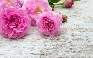 Картинка цветы, pink, bud, белые, roses, flowers, бутоны, розы, розовые, букет