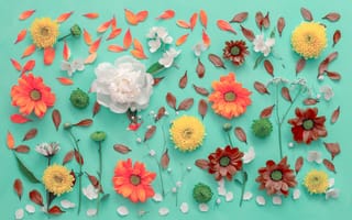 Картинка цветы, хризантемы, лепестки