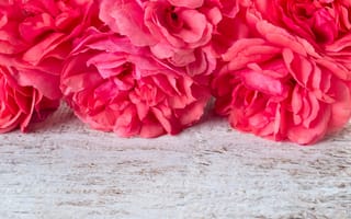Картинка цветы, розовые, pink, пионы, flowers, peonies
