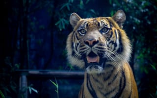 Картинка суматранский тигр, хищник, кошка