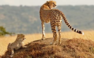 Картинка гепарды, котёнок, холм, детёныш, трава, кошки, семья, взгляд
