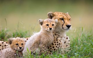 Картинка гепард, африка, природа, котята, саванна