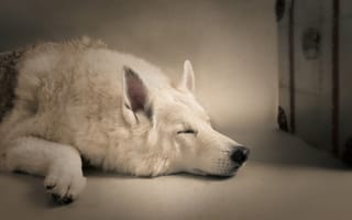 Картинка сон, спящая собака, собака