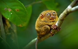Картинка tarsier, долгопят, ветка, глаза, примат