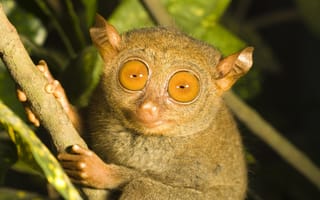 Картинка tarsier, ветка, долгопят, глаза, примат