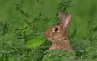 Картинка заяц, листик, трава, уши, мордашка