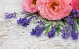 Картинка цветы, розовые, flowers, бутоны, лаванда, bud, wood, pink