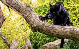 Картинка черный ягуар, камень, кошка, лес, дерево, пантера