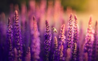 Картинка Лаванда, цветы, пчела, природа, сиреневые, боке, поле