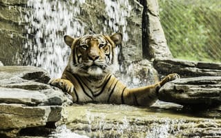 Картинка тигр, дикая кошка, зоопарк, купание, морда, хищник