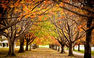 Картинка краски, деревья, прохлада, время года, аллея, осень, листва, ветви, парк