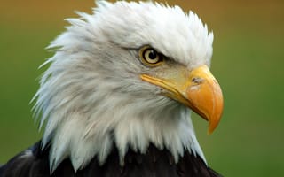 Обои bald eagle, клюв, перья, птица, голова, белоголовый орлан