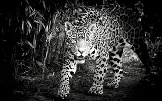 Картинка ягуар, хищник, морда, дикая кошка, черно-белое
