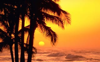 Картинка небо, море, силуэт, пальмы, волны, закат, солнце