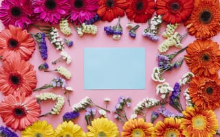 Картинка цветы, весна, colorful, bright, хризантемы, spring, flowers