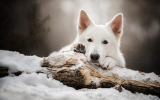 Картинка морда, собака, Белая швейцарская овчарка, взгляд, снег, бревно