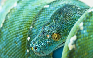 Картинка зеленый, змея, питон