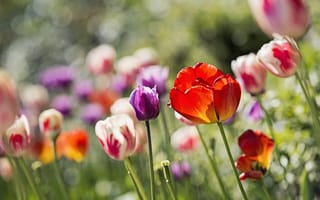 Картинка клумба, тюльпаны, цветы, блики