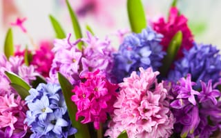 Картинка цветы, hyacinths, flowers, гиацинты