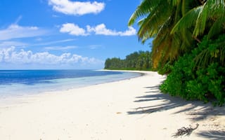 Картинка море, тропики, пляж, песок, пальмы, кусты