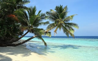 Обои sea, тропики, palm trees, пляж, sand, tropics, пальмы, beach, море, песок