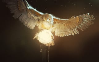 Картинка Owl, сова, птица, moon