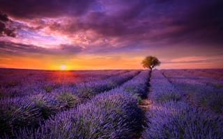 Картинка Франция, лаванда, солнце, цветы, Прованс, сиреневые, дерево, закат, поле
