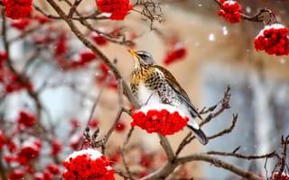 Картинка птица, зима, рябина, снег, ветка, ягоды