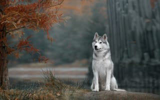 Картинка Хаски, собака, осень