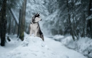 Картинка зима, снег, Хаски, собака, природа, сугроб