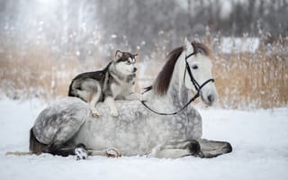 Картинка зима, лошадь, хаски, снег, собака