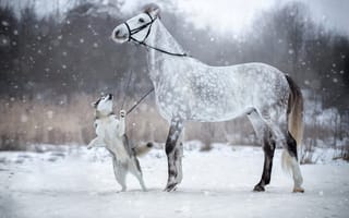 Картинка зима, собака, снег, лошадь, уздечка